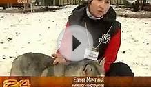 Собаки Хаски лечат детей