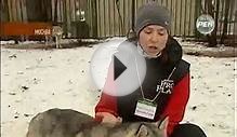 Собаки Хаски лечат детей