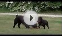 Спаниель Бойкина (Spaniel). Породы