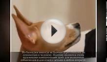 Средние породы собак БАСЕНДЖИ