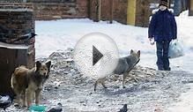 Сторожевая собака перегрызла