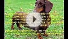 такса описание породы