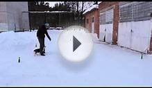 танцы красивой собачки