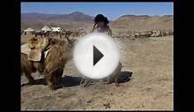 Тибетский мастиф Снежные львы