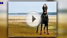 Топ5 САМЫХ СИЛЬНЫХ и ОПАСНЫХ