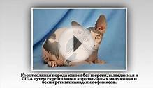 Топ 10. Самые маленькие кошки в