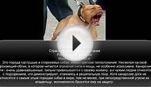 Топ 10 Самые опасные породы