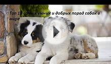 Топ 10 самых добрых и умных пород
