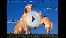 ТОП 10 самых добрых собак в мире