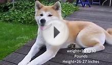 Топ 10 сторожевых собак