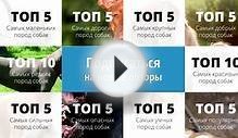 ТОП 5 самых сильных пород собак