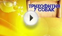 Трихофития у собак | Симптомы