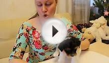 Уход за собакой.Гигиеническая