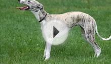 Уиппет/Whippet (порода собак HD slide show)!