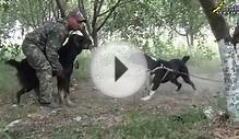 Умиротворение агрессивной собаки