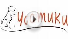 Усатики | Лайка: описание породы