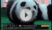 В итальянском цирке собак