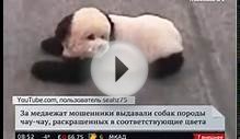В итальянском цирке собак чау