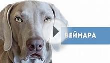 Веймаранер - породы собак.