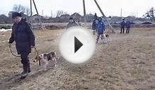 Выводка гончих пород собак 23-02