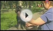 Все породы собак. Цвергшнауцер