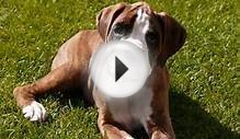 Все породы собак.Боксер(Boxer)