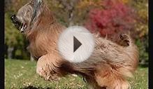 Все породы собак.Бриар (Briard)