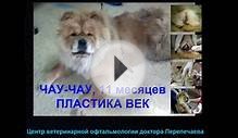 Заворот век у собаки. Пластика