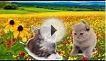 Животные для самых маленьких