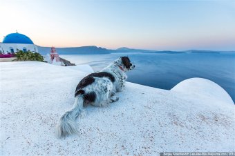 Все собаки попадают в рай: остров Санторини