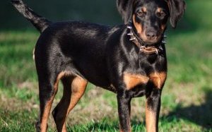Ягдтерьер - один из лучших охотников в мире собак
