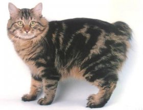 Японская порода кошек